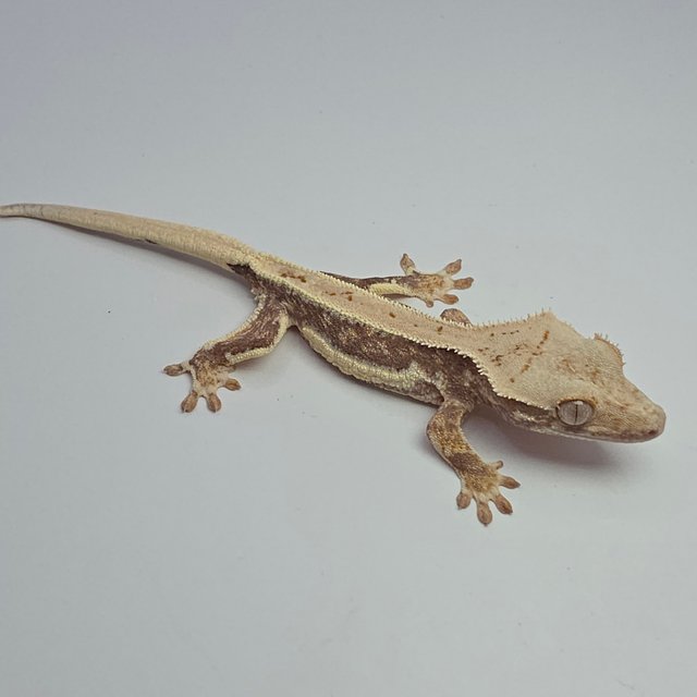 릴리화이트 풀핀