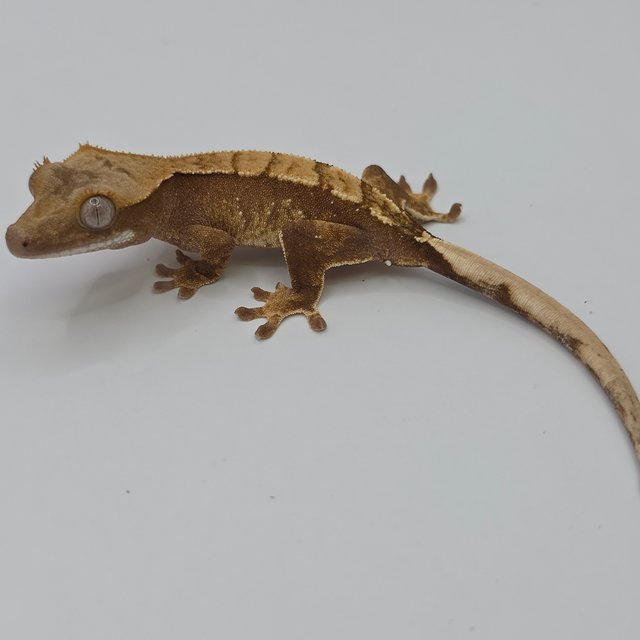 노멀 화이트스팟