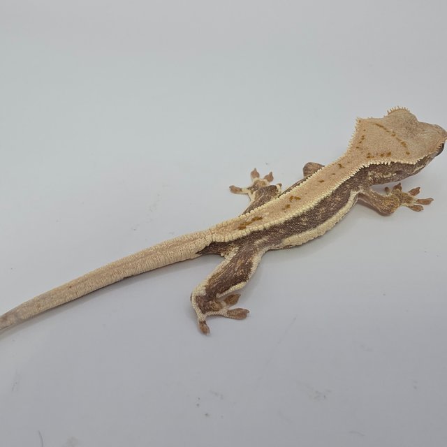 릴리화이트 풀핀