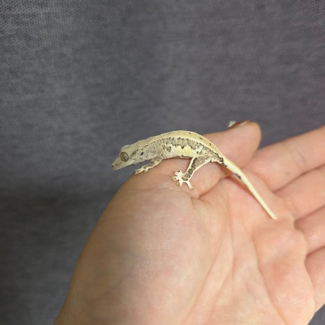 크림 릴리화이트 팬텀