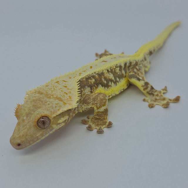 릴리화이트 트라이