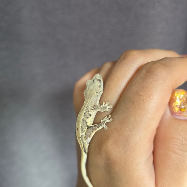 크림 릴리화이트 팬텀