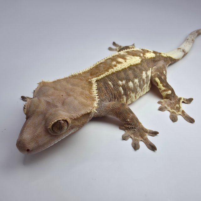 카푸치노 텐저린