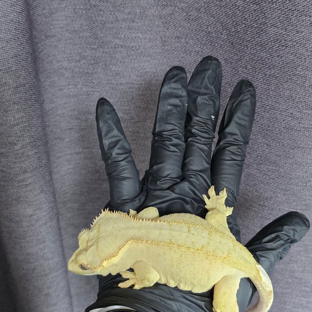 하이포 옐로우 벅스킨