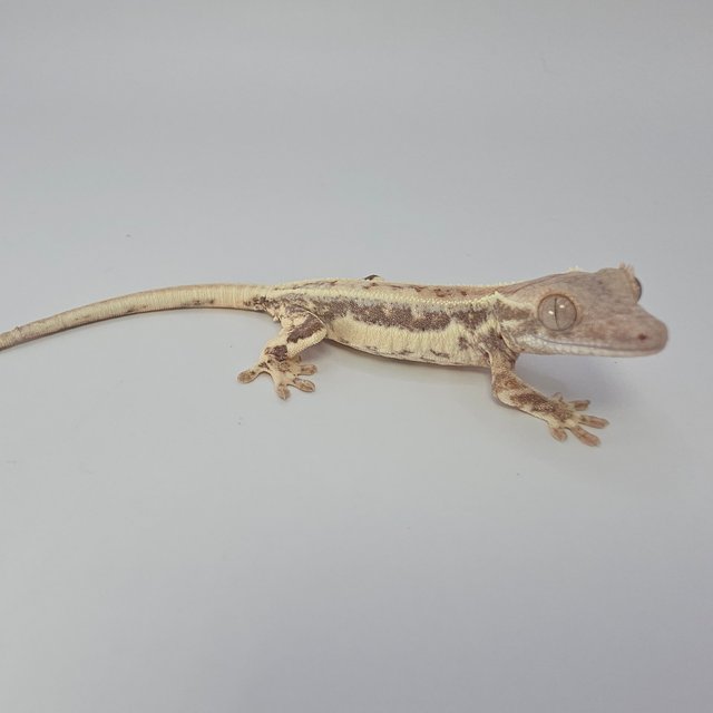 프라푸치노 드리피 풀핀