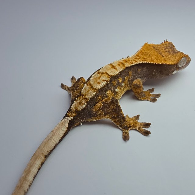 노멀 화이트스팟