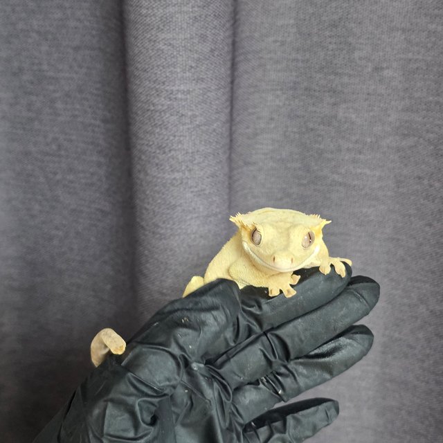 하이포 옐로우 벅스킨