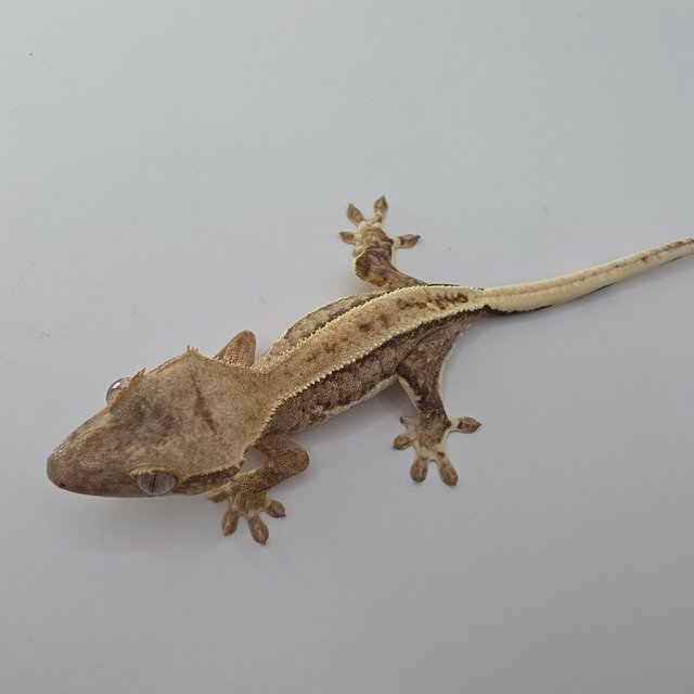 릴리화이트 팬텀 크림