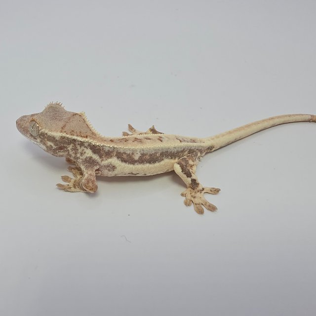 프라푸치노 드리피 풀핀