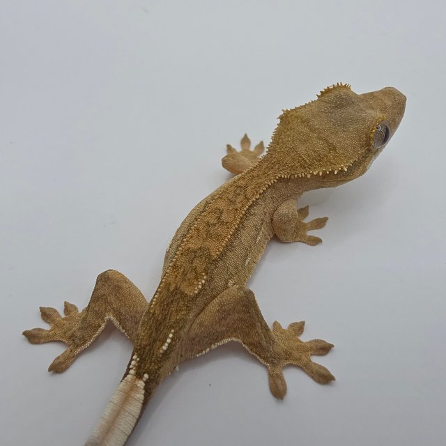 노멀 팬텀 옐로우