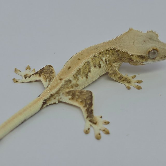 크림 릴리화이트 팬텀