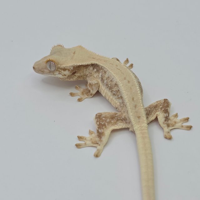 릴리화이트 트라이 드리피