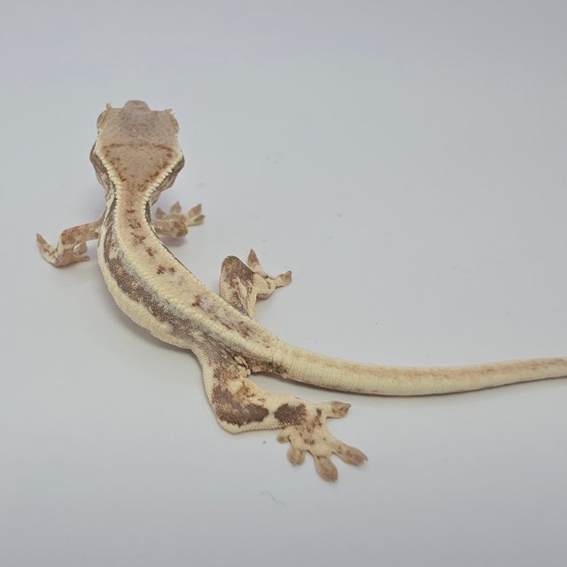 프라푸치노 드리피 풀핀