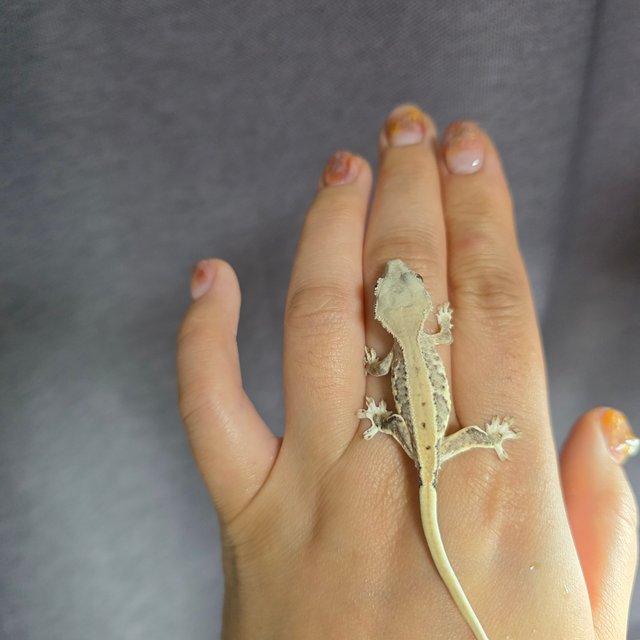 크림 릴리화이트 팬텀