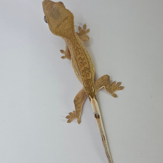 노멀 팬텀 옐로우