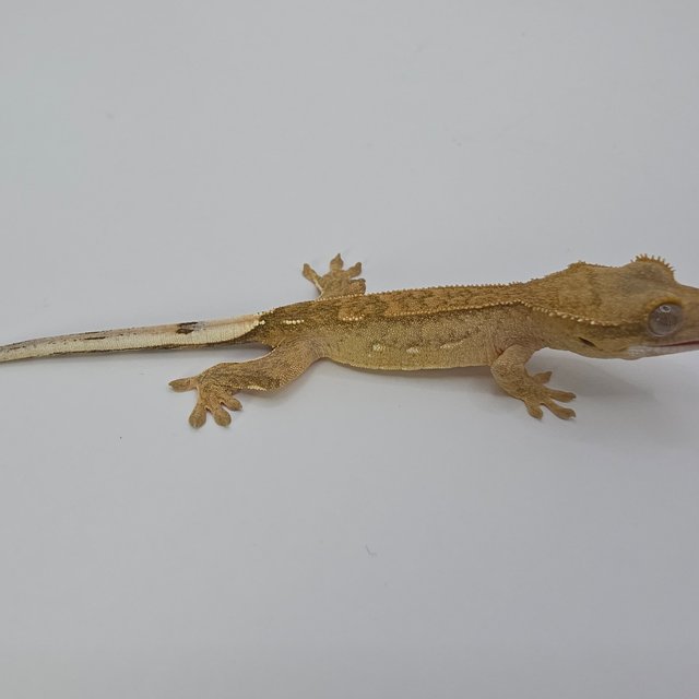 노멀 팬텀 옐로우