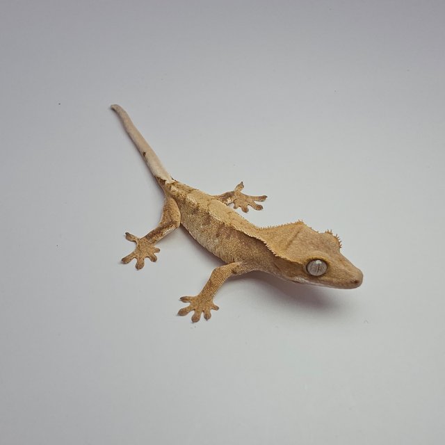 노멀 화이트스팟