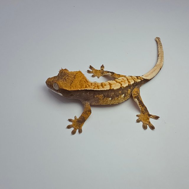 노멀 화이트스팟