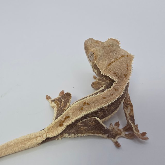 릴리화이트 풀핀