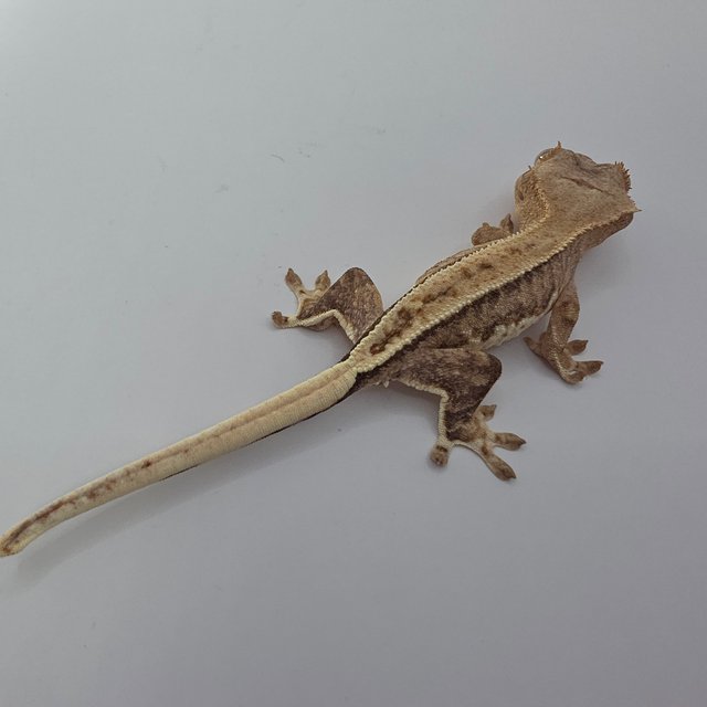 릴리화이트 팬텀 크림