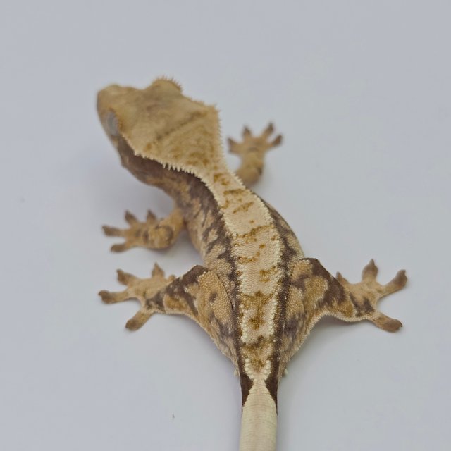 노멀 익스트림할리퀸 레드 드리피 화이트스팟