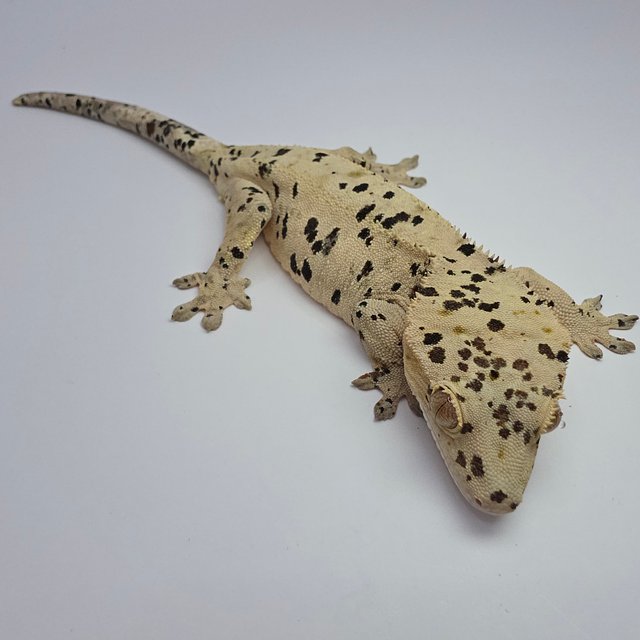 슈퍼달마시안 옐로우