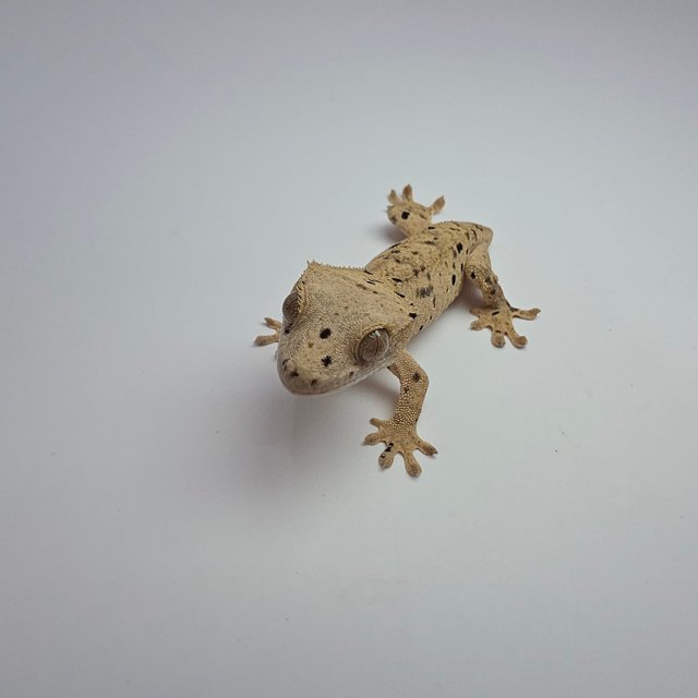 슈퍼달마시안 옐로우