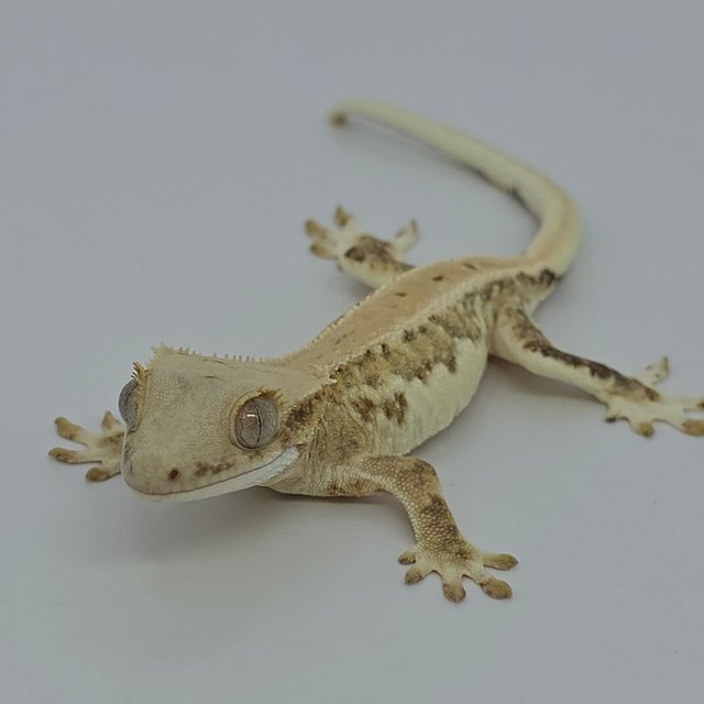 크림 릴리화이트 팬텀