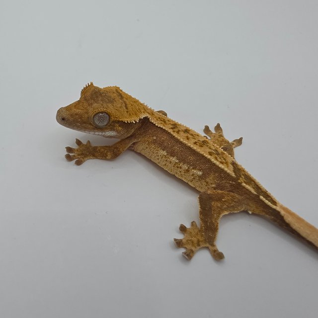 노멀 쿼드 풀핀