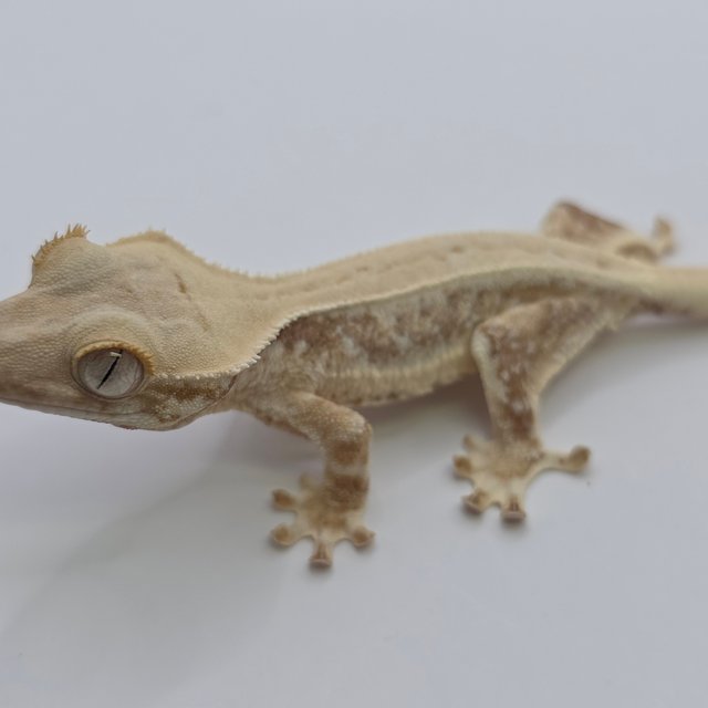 릴리화이트 트라이 드리피