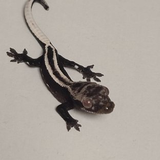 아잔틱