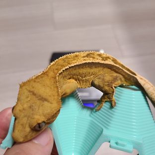 100%헷아잔틱