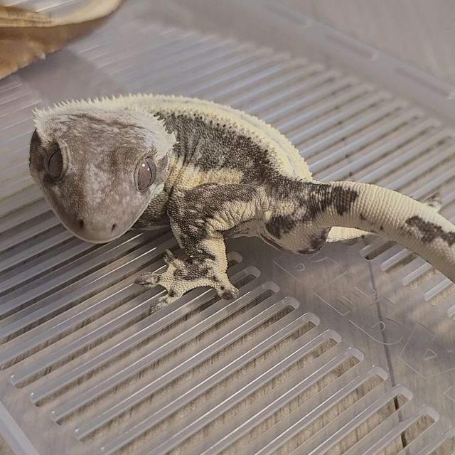 릴잔틱