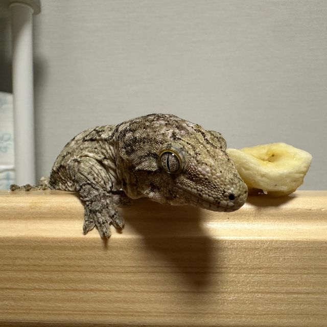 파인아일랜드 노멀