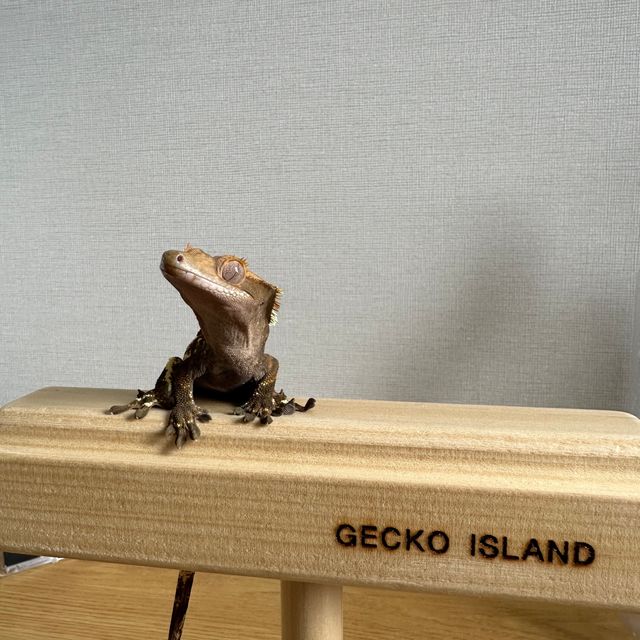 카푸치노