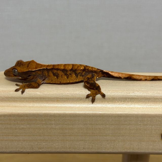할리퀸
