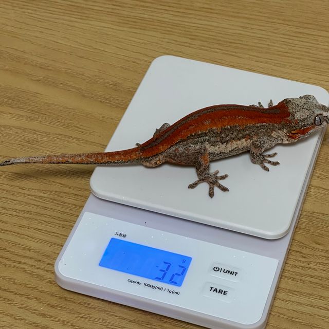레드 스트라이프 오렌지