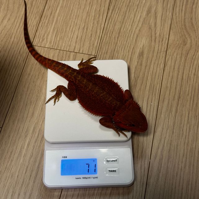 레드