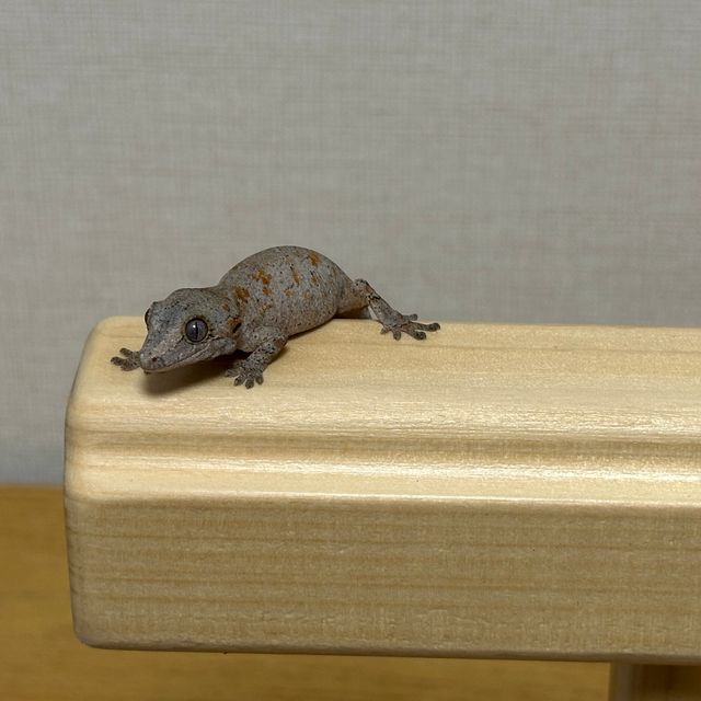 오렌지 블로치드 레티큘