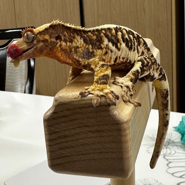 릴리화이트