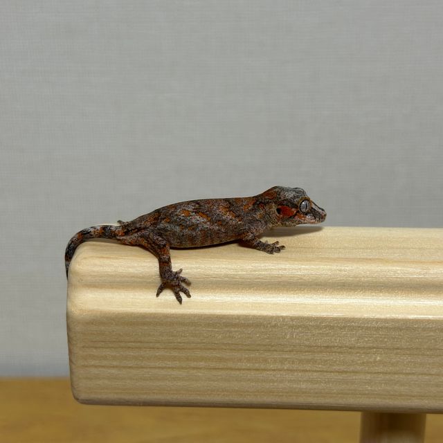 레티큘 오렌지 블로치드 옐로우 스켈레톤