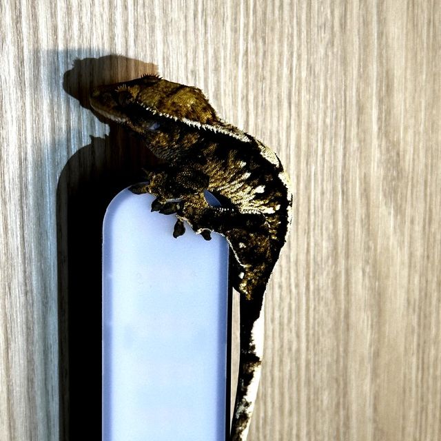 다크 익스트림할리퀸 크림 플레임