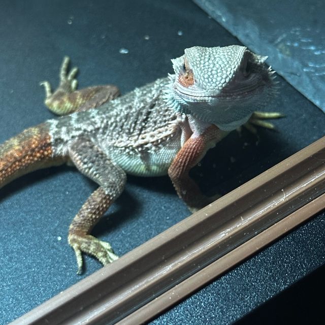 레드