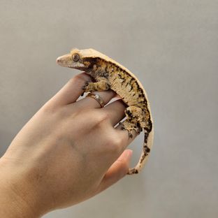 노멀 트라이 익스트림할리퀸 텐저린 바브