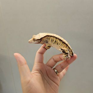 노멀 트라이 익스트림할리퀸 텐저린 바브