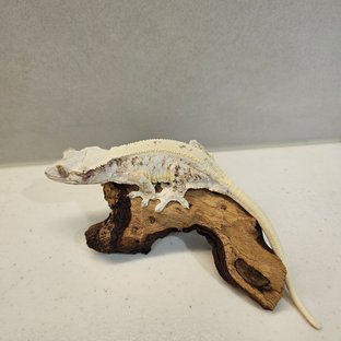 릴리화이트 트라이 익스트림할리퀸 화이트