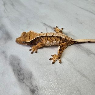 노멀 트라이 익스트림할리퀸 텐저린 바브