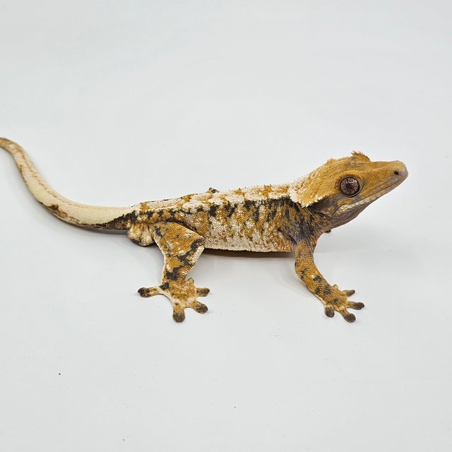 노멀 트라이 익스트림할리퀸 텐저린 화이트스팟