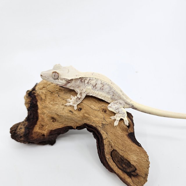 릴리화이트 트라이 익스트림할리퀸 화이트