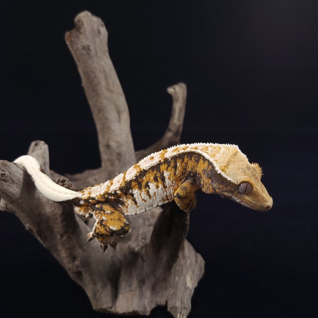 노멀 트라이 익스트림할리퀸 텐저린 화이트스팟 화이트포트홀